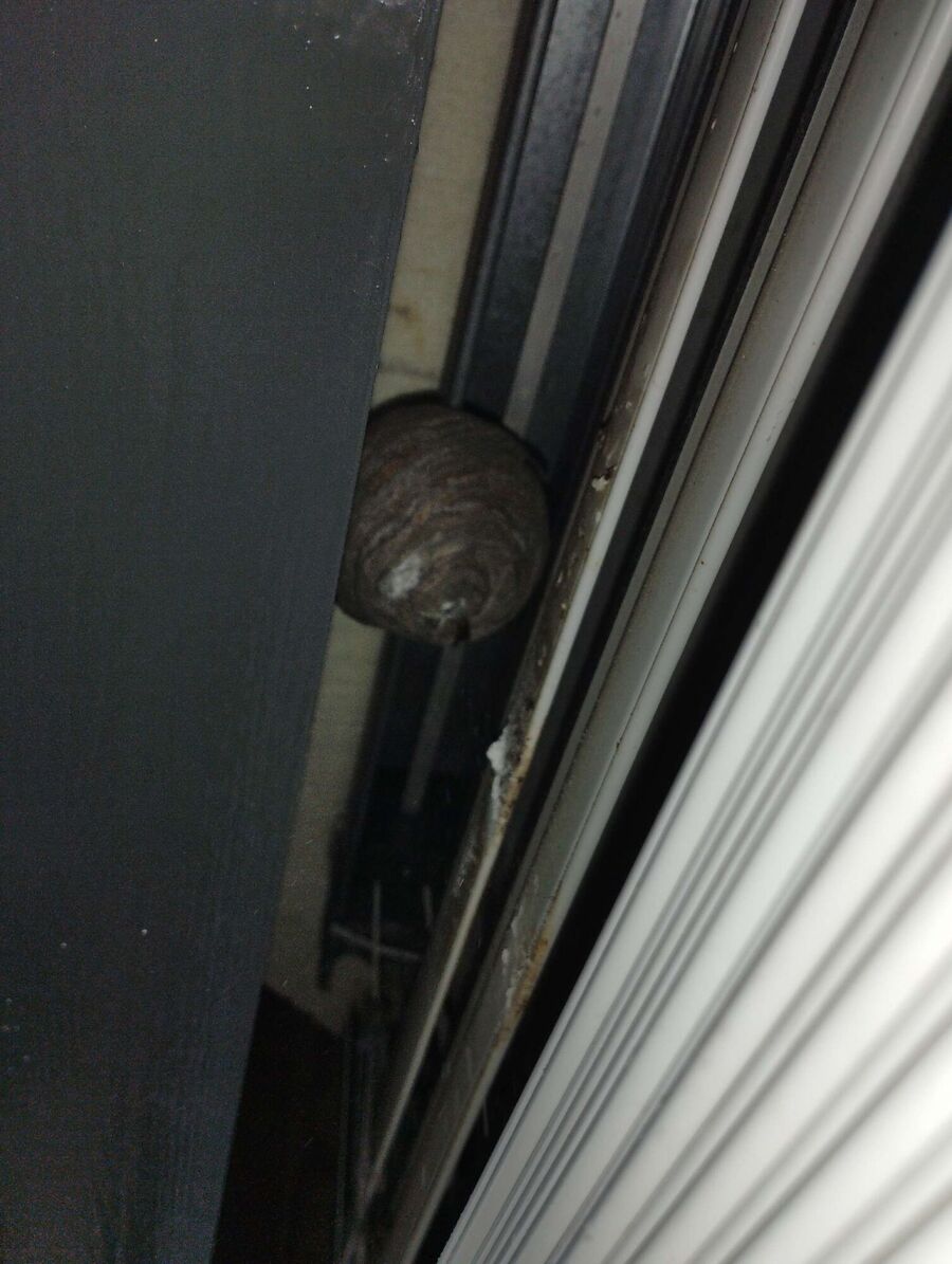 Bee nest at the house remove