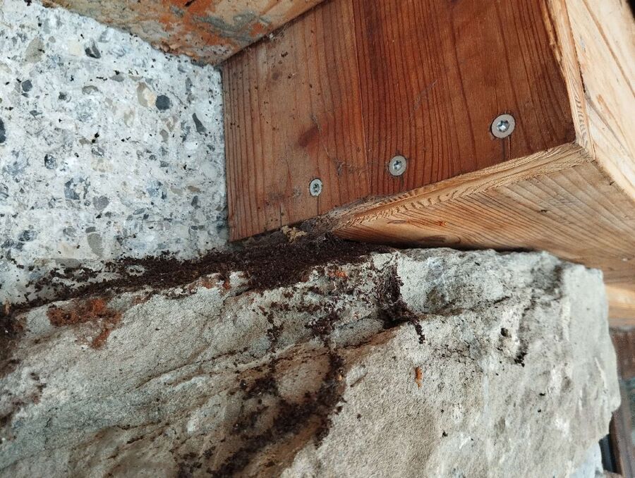 Bee nest at the house remove