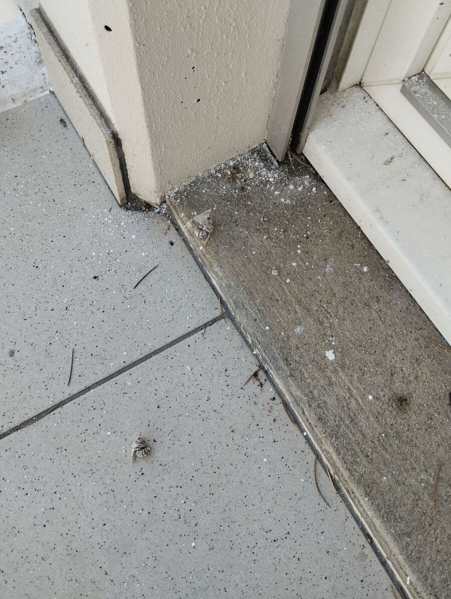 Relocate bees & remove bee nest