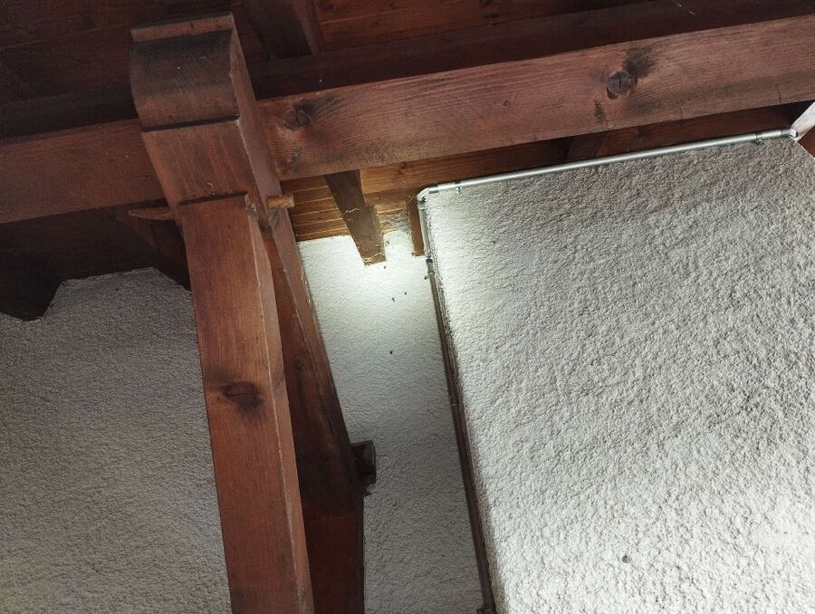 Bee nest at the house remove