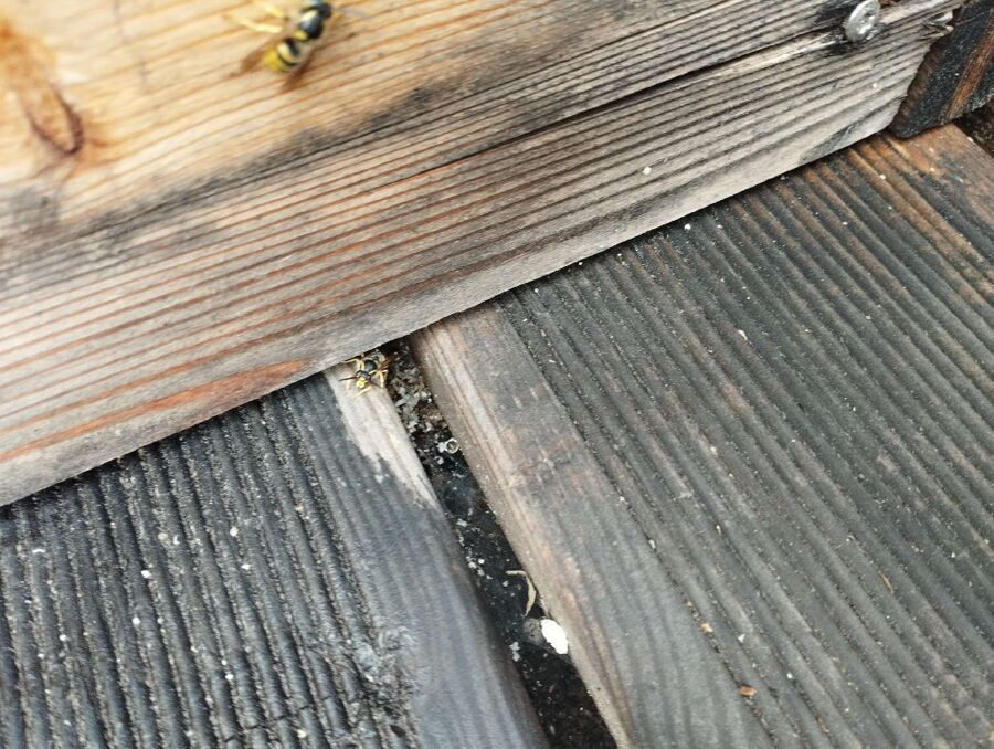 Bee nest at the house remove