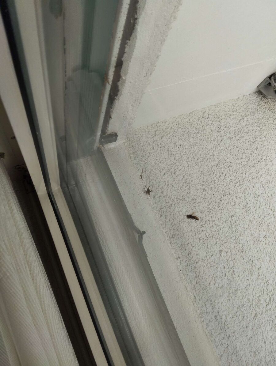 Relocate bees & remove bee nest