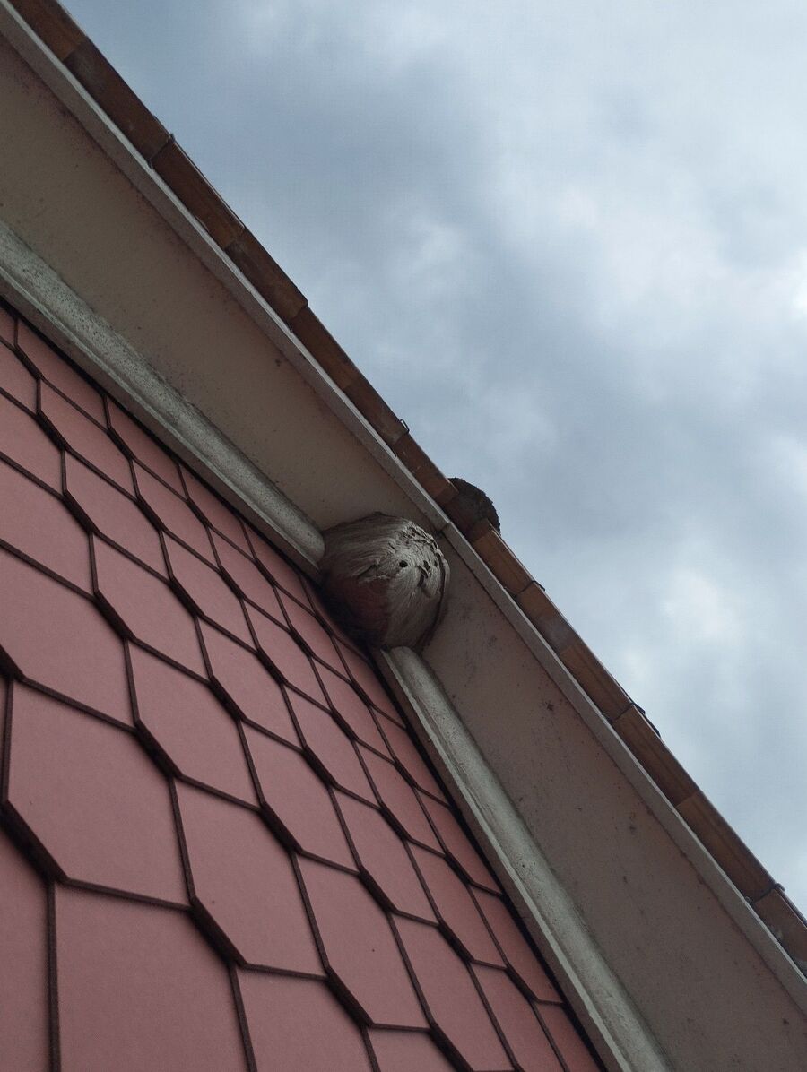 Bee nest at the house remove