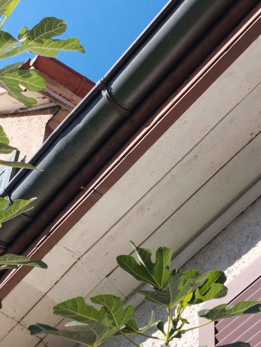 Relocate bees & remove bee nest