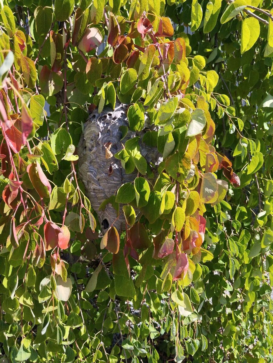 Bee nest at the house remove