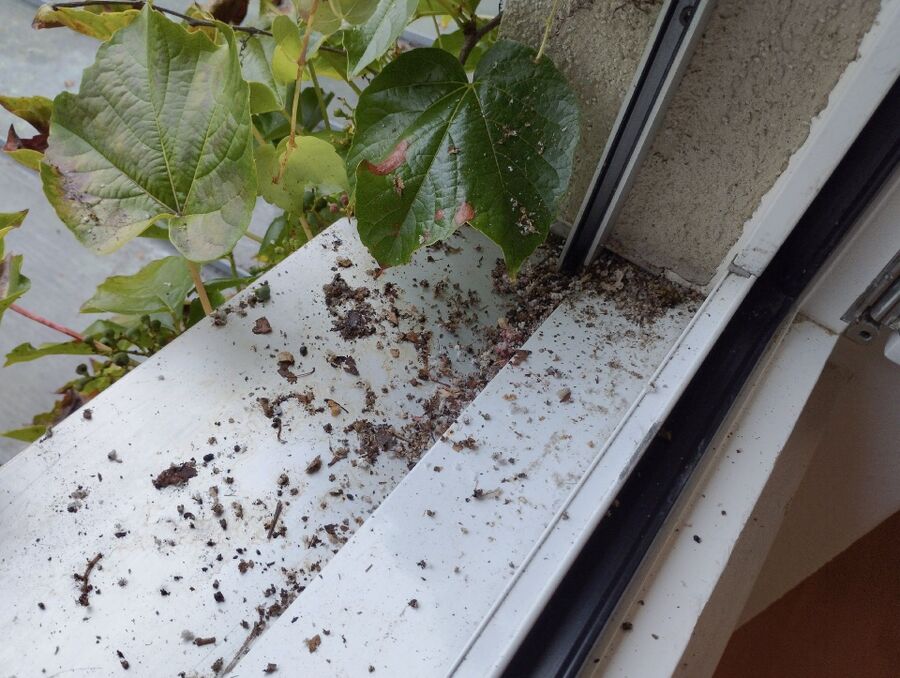 Remove bee nest