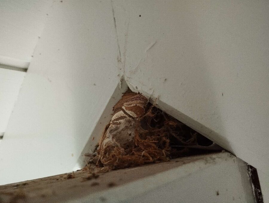 Bee nest at the house remove