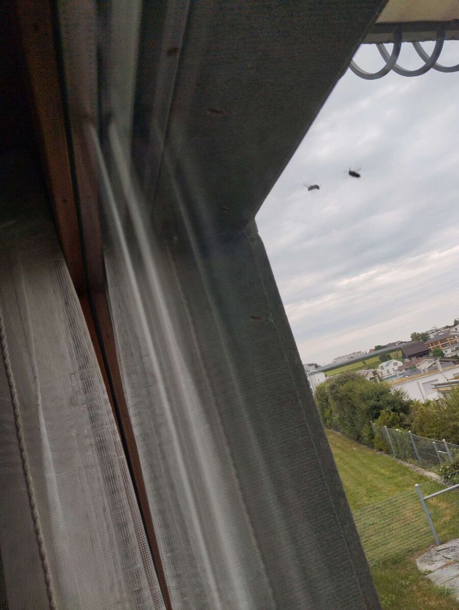 Bee nest at the house remove