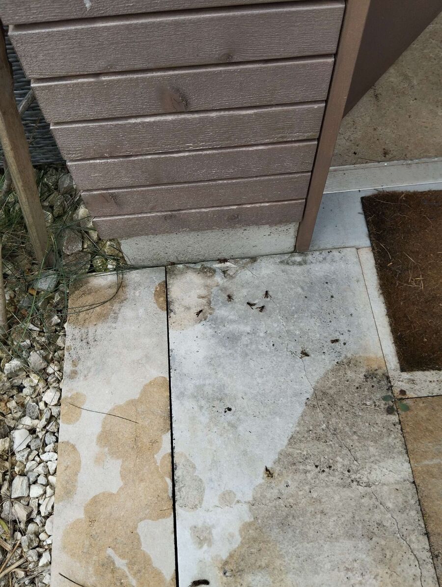 Bee nest at the house remove