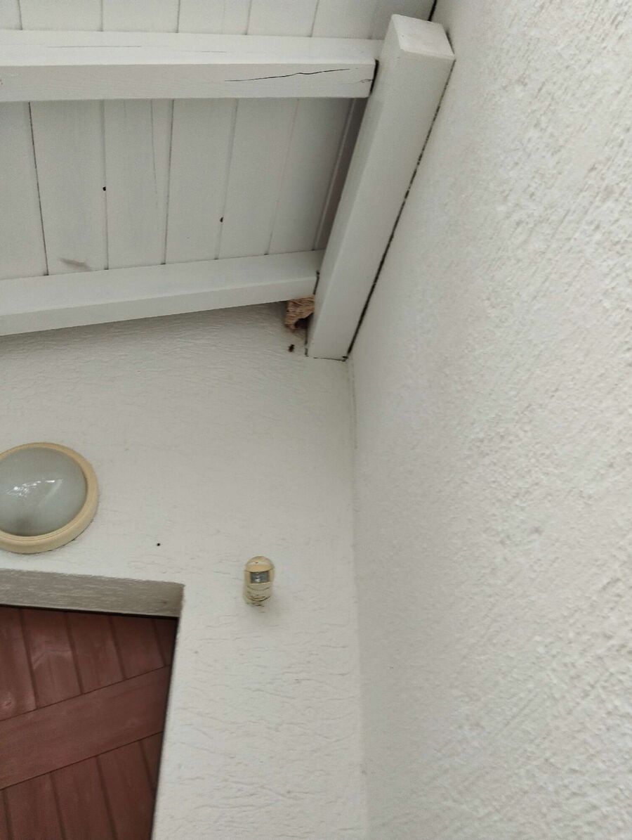 Relocate bees & remove bee nest