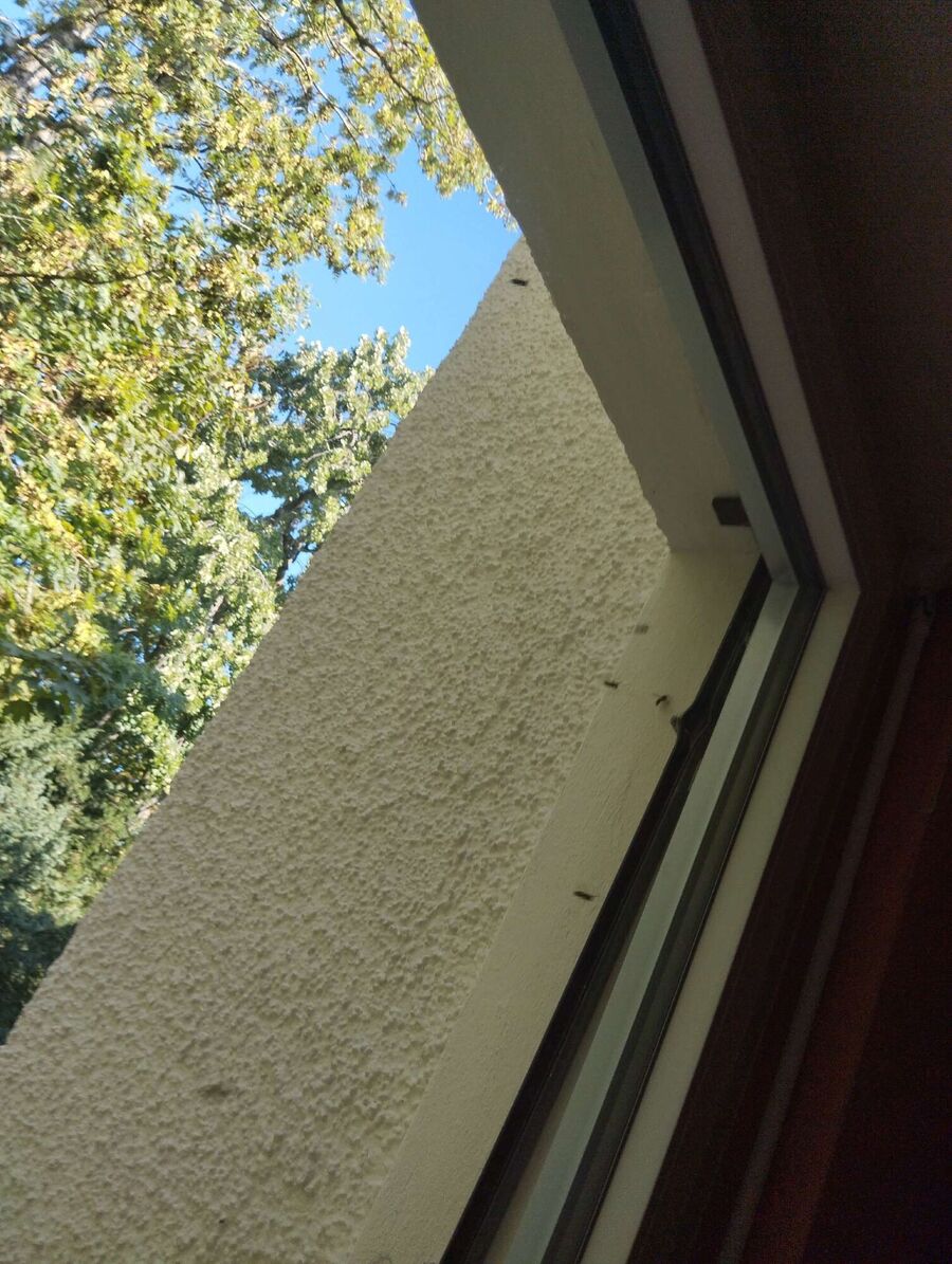 Relocate bees & remove bee nest