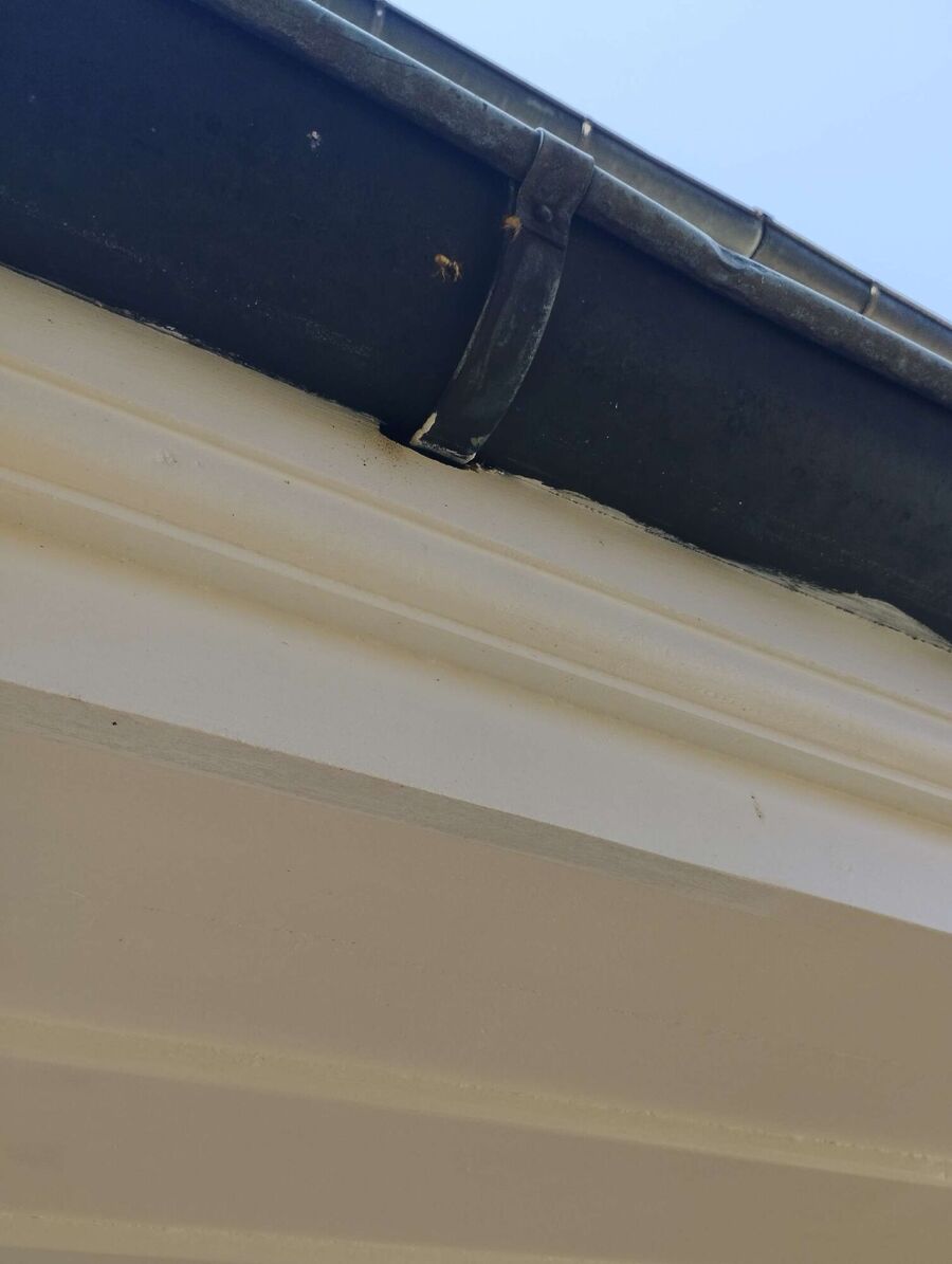 Bee nest at the house remove