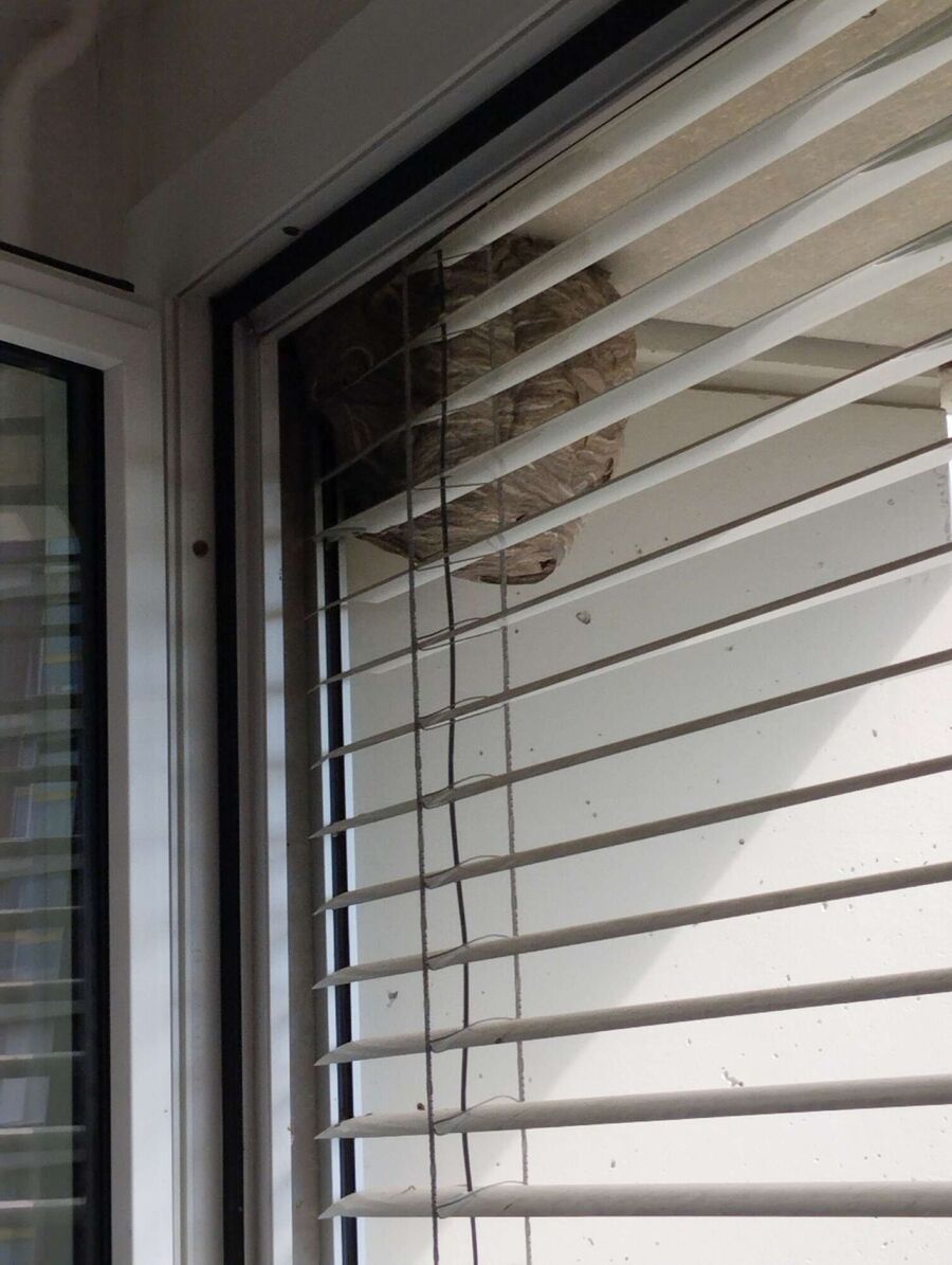 Relocate bees & remove bee nest