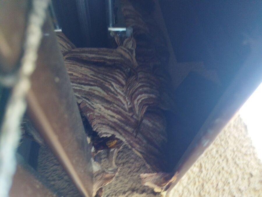 Relocate bees & remove bee nest