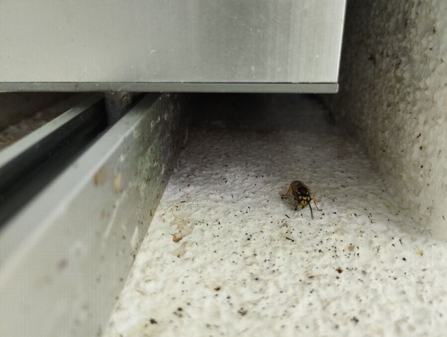 Bee nest at the house remove