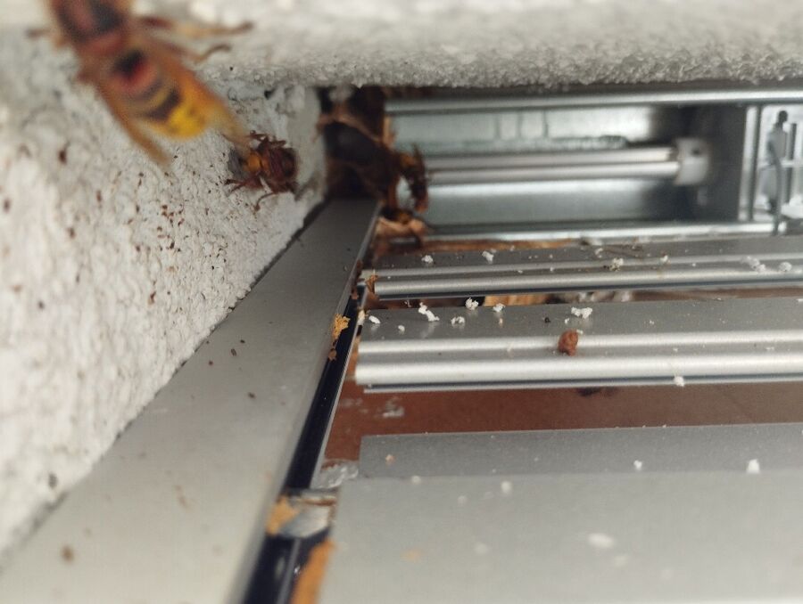 Relocate bees & remove bee nest