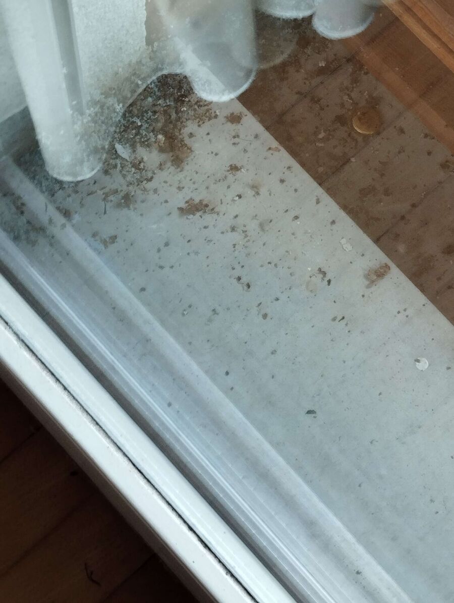 Bee nest at the house remove