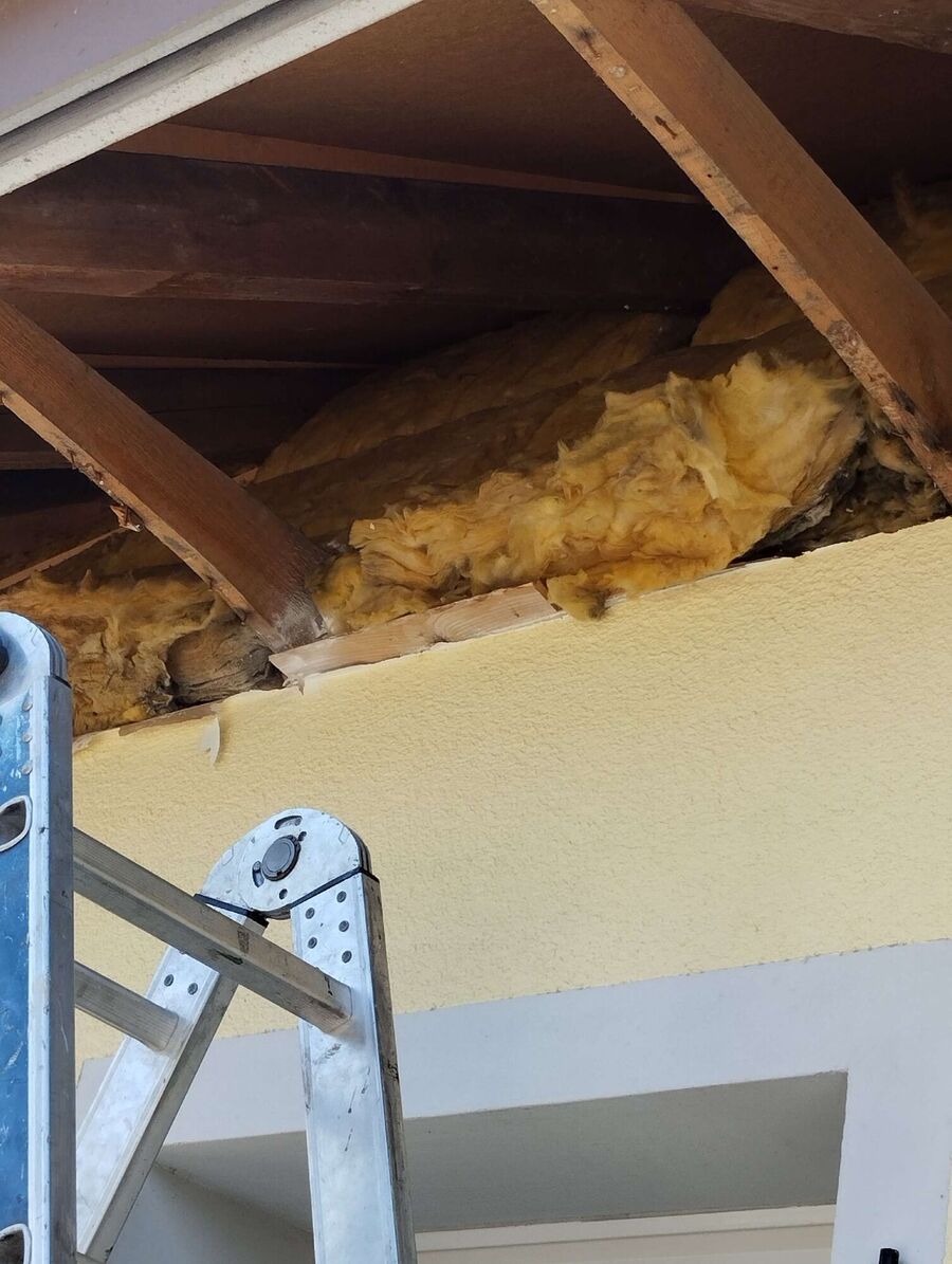 Relocate bees & remove bee nest