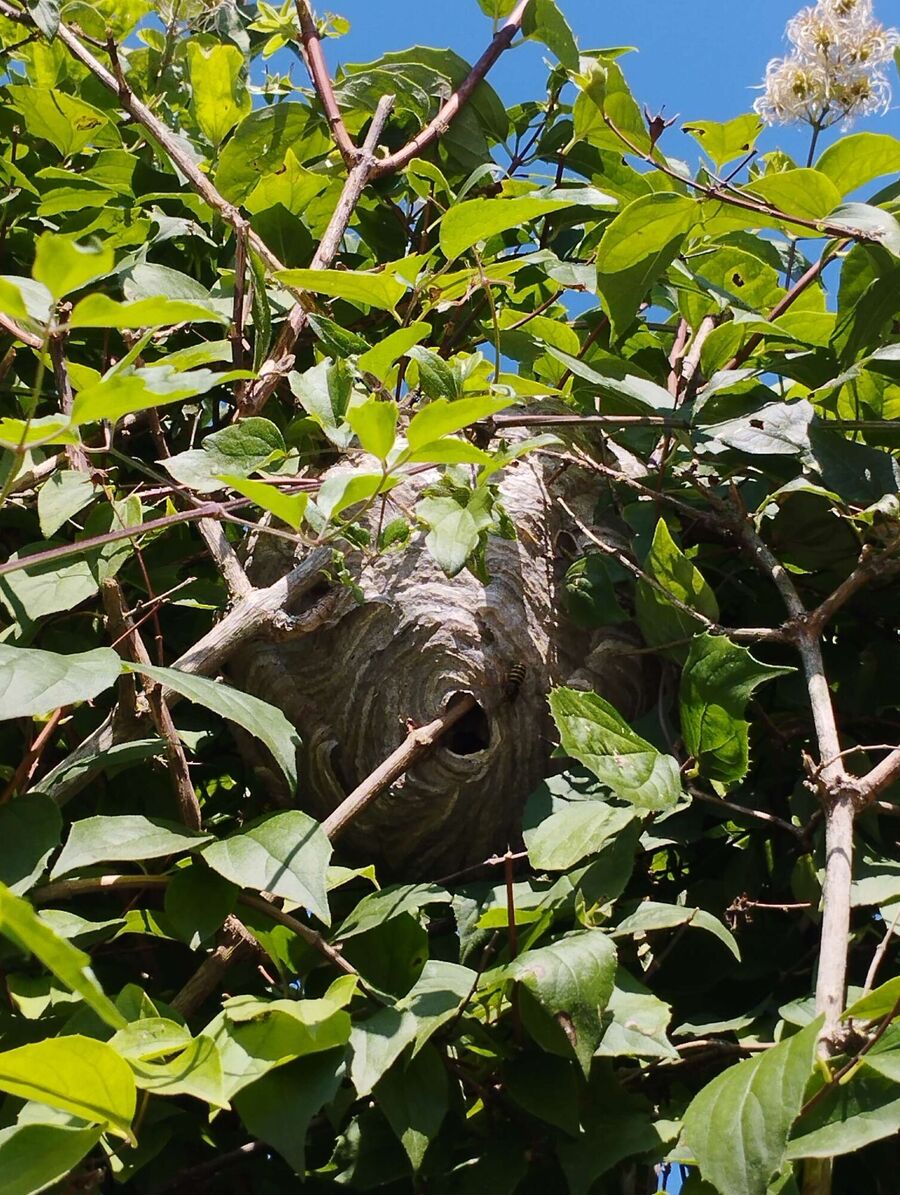Bee nest at the house remove
