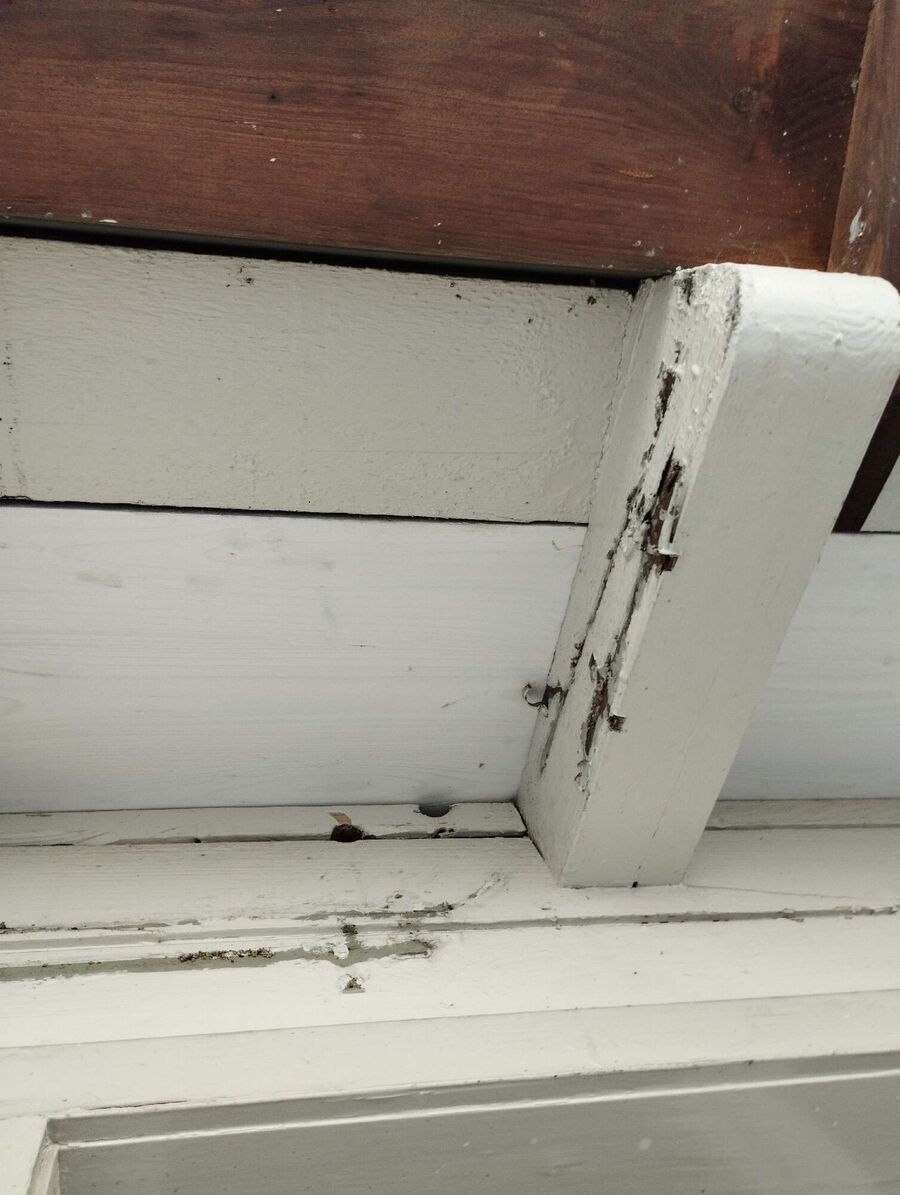 Relocate bees & remove bee nest