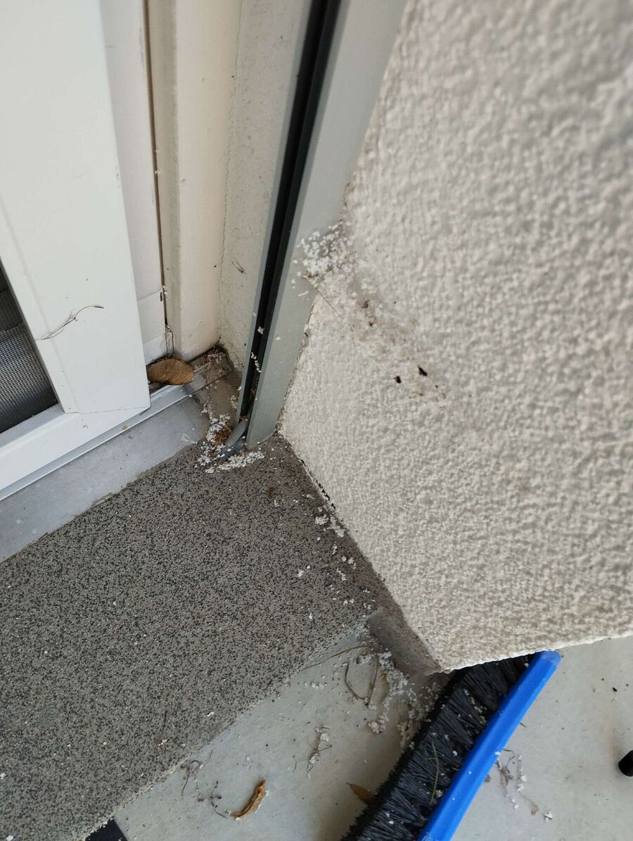 Relocate bees & remove bee nest