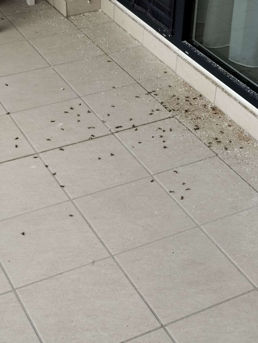 Bee nest at the house remove