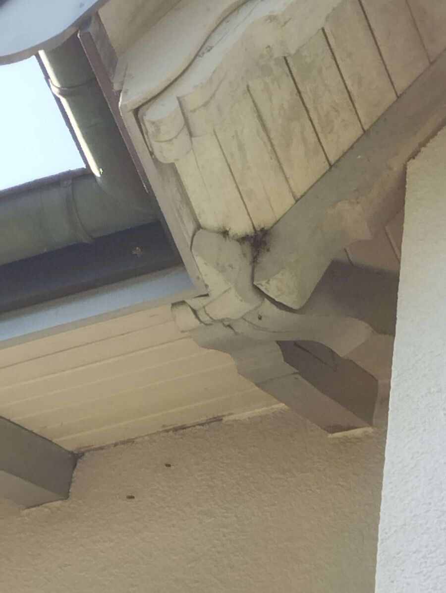 Bee nest at the house remove