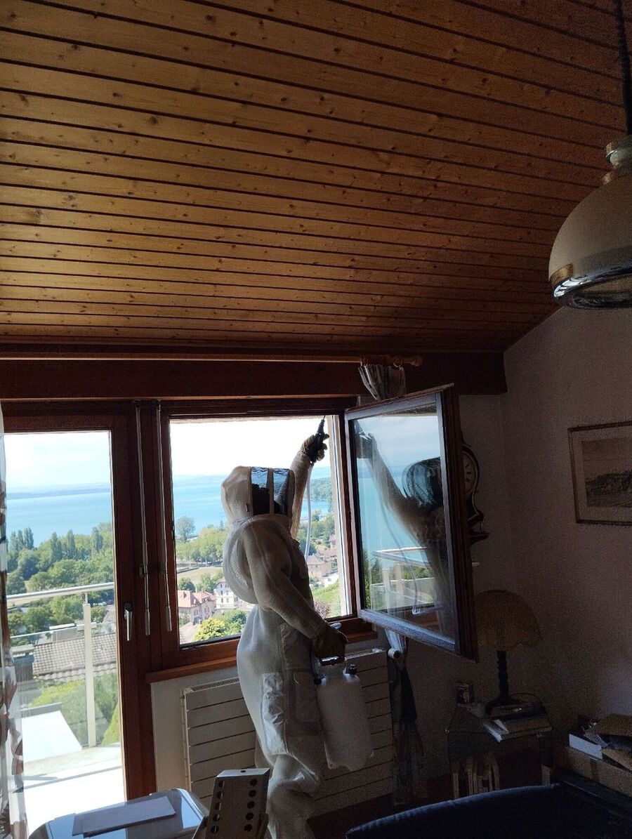 Bee nest at the house remove