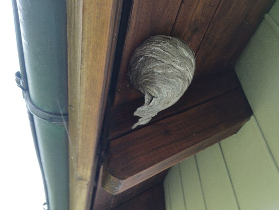 Remove bee nest