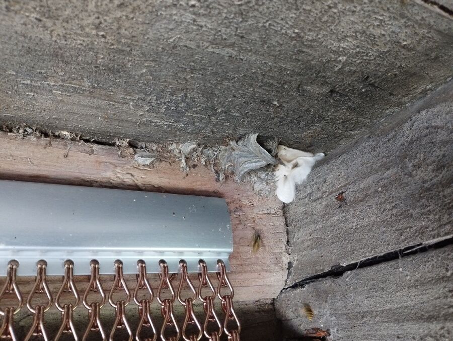 Relocate bees & remove bee nest