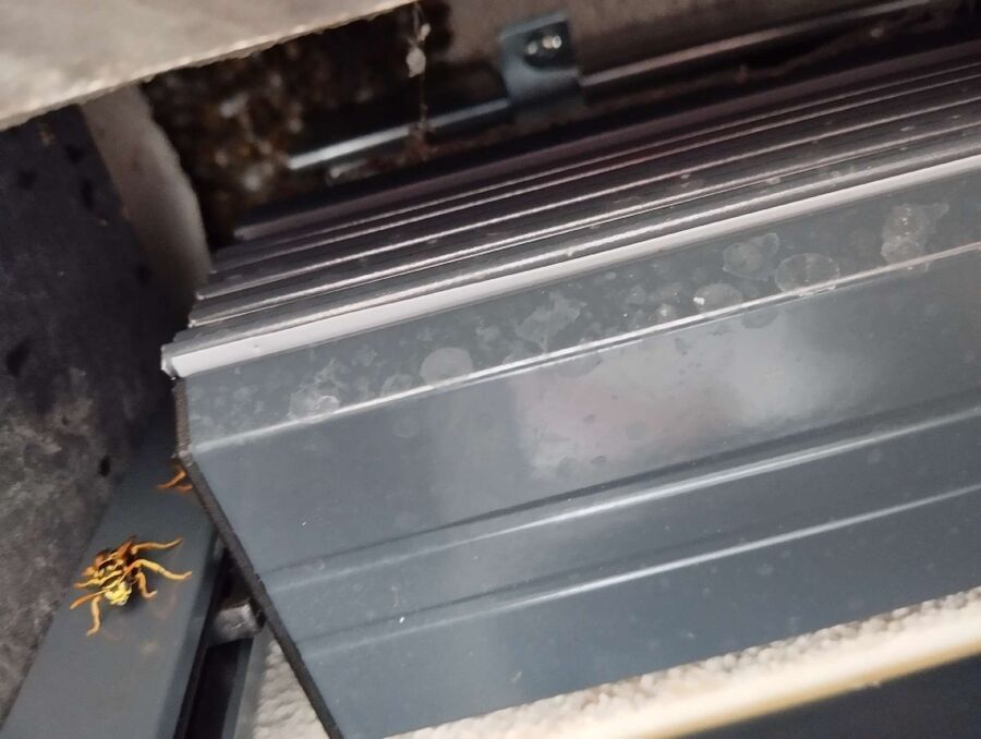 Relocate bees & remove bee nest