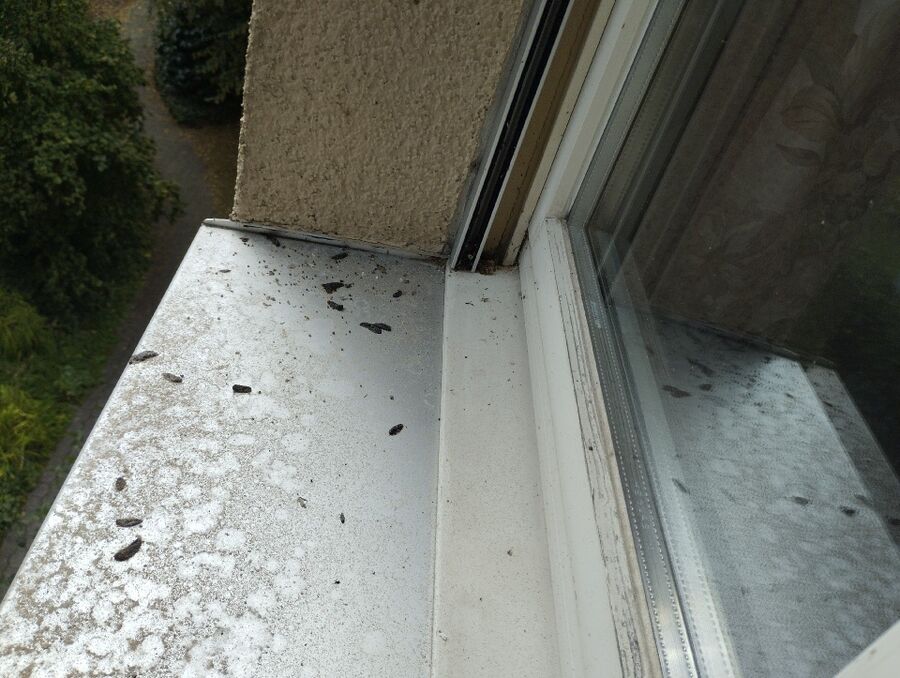 Bee nest at the house remove