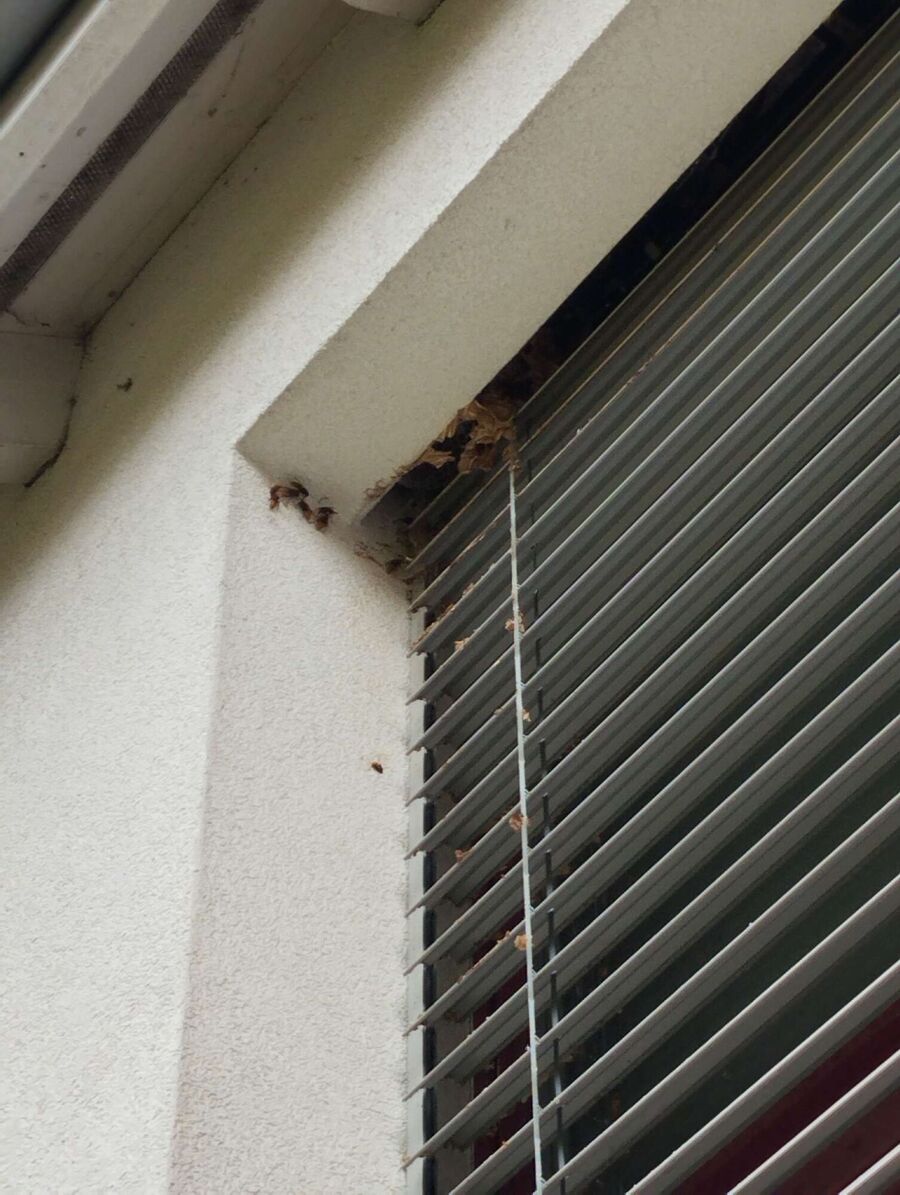 Relocate bees & remove bee nest