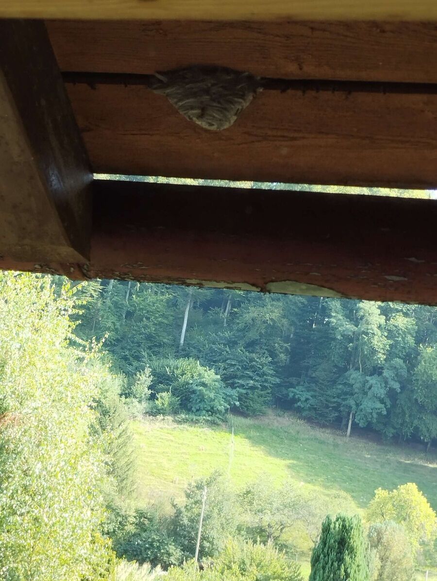 Relocate bees & remove bee nest