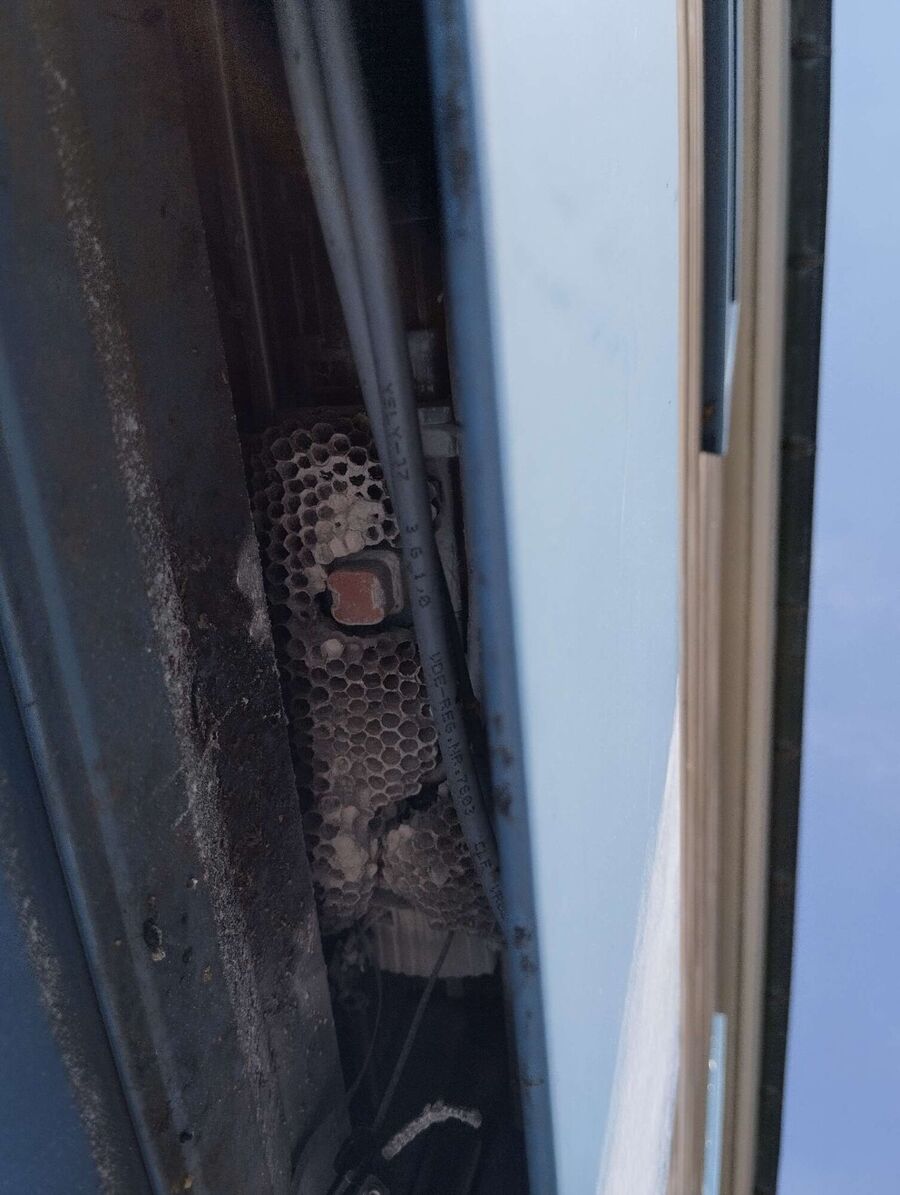 Bee nest at the house remove