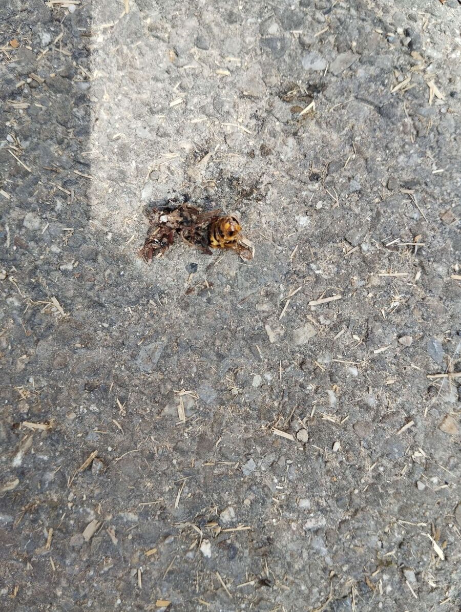 Bee nest at the house remove