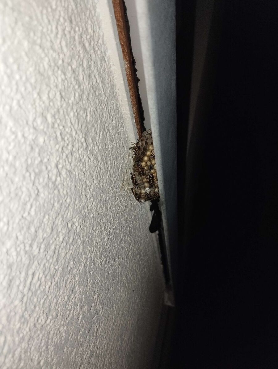 Bee nest at the house remove