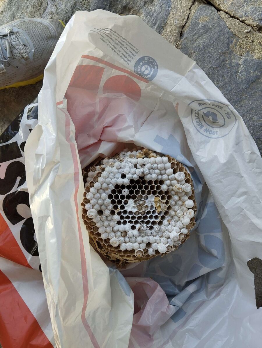 Remove bee nest