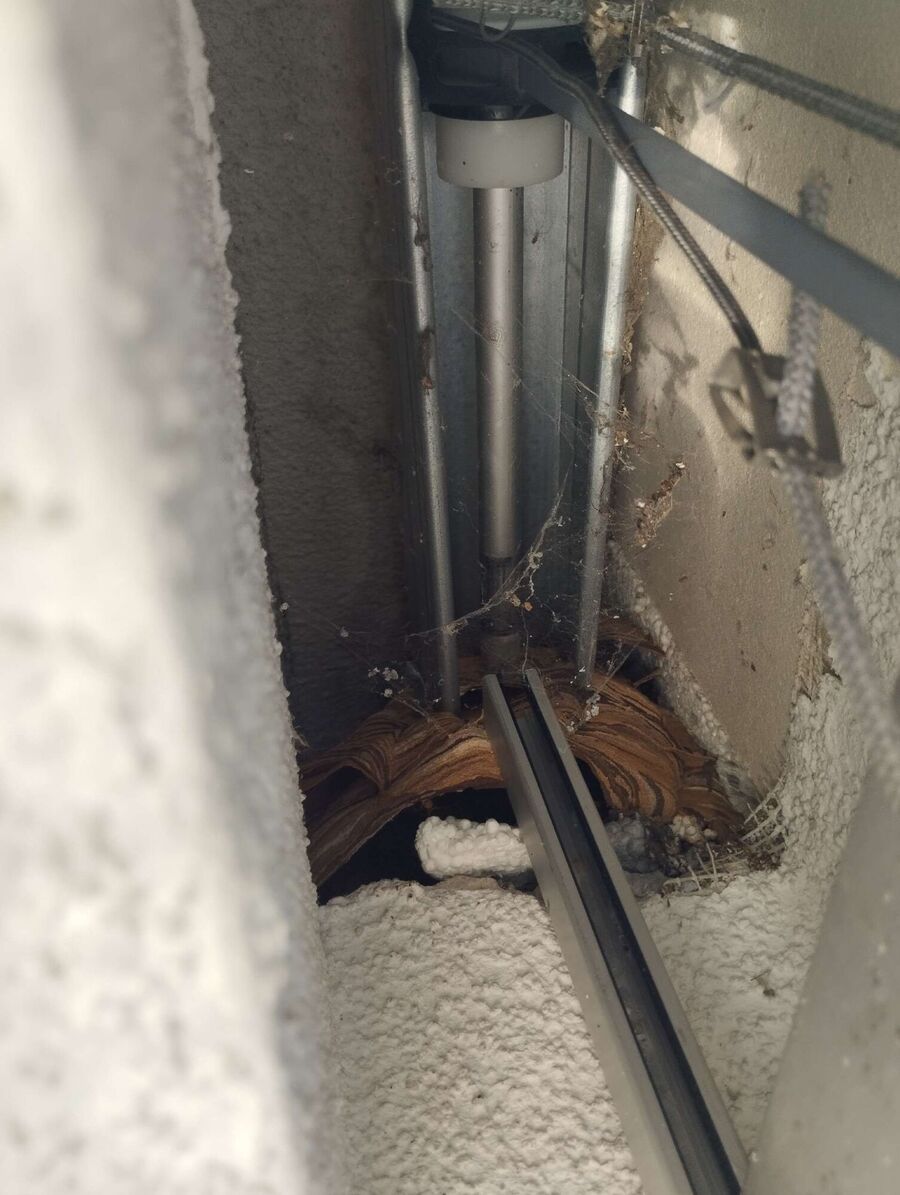 Bee nest at the house remove