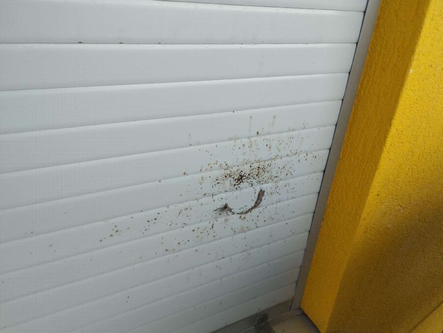 Relocate bees & remove bee nest