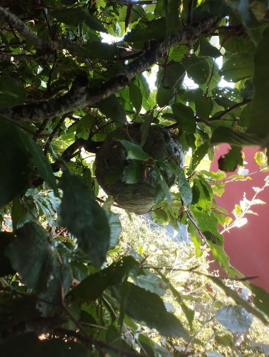 Bee nest at the house remove