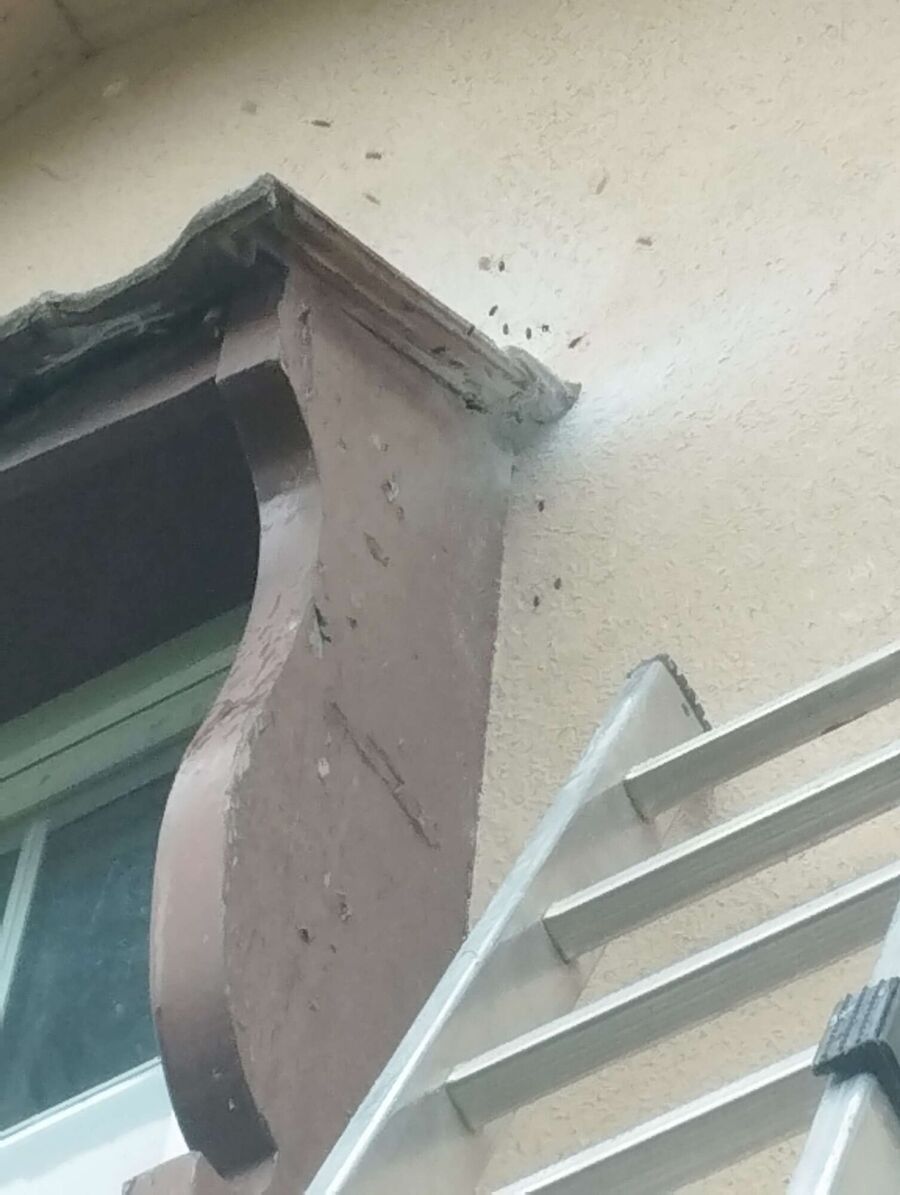 Bee nest at the house remove