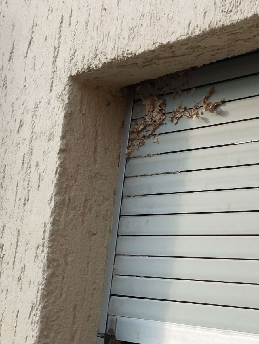 Remove bee nest