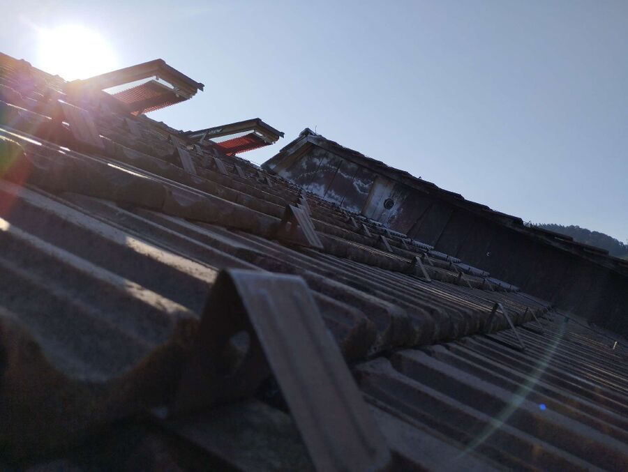 Relocate bees & remove bee nest