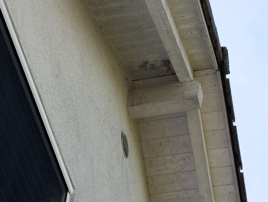 Relocate bees & remove bee nest