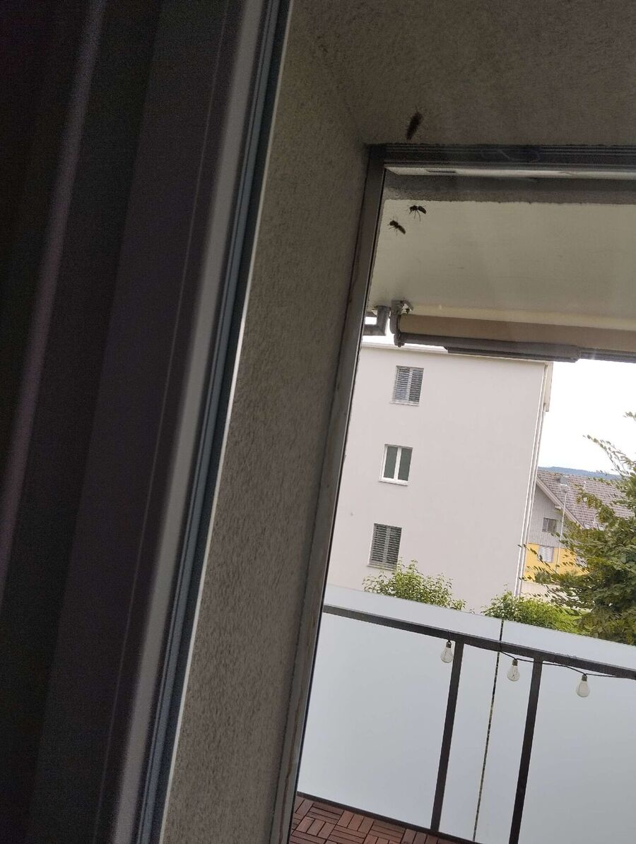 Relocate bees & remove bee nest