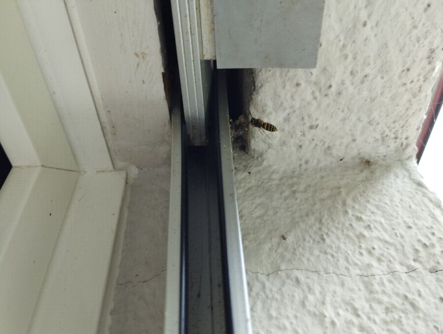 Relocate bees & remove bee nest