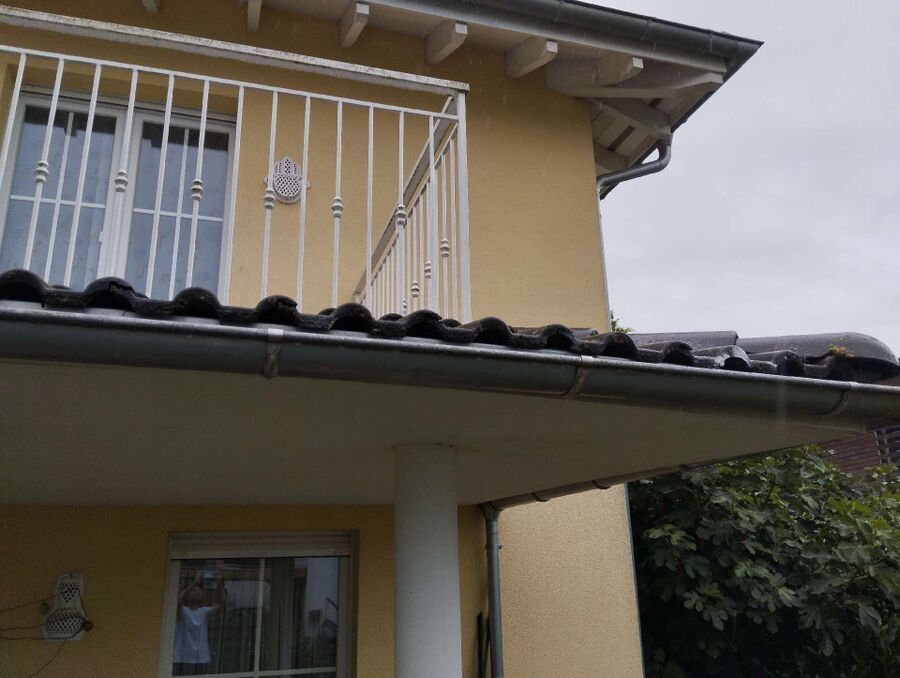 Relocate bees & remove bee nest