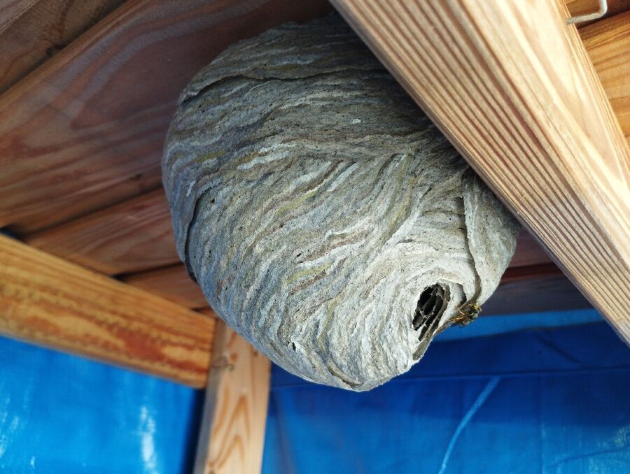 Bee nest at the house remove