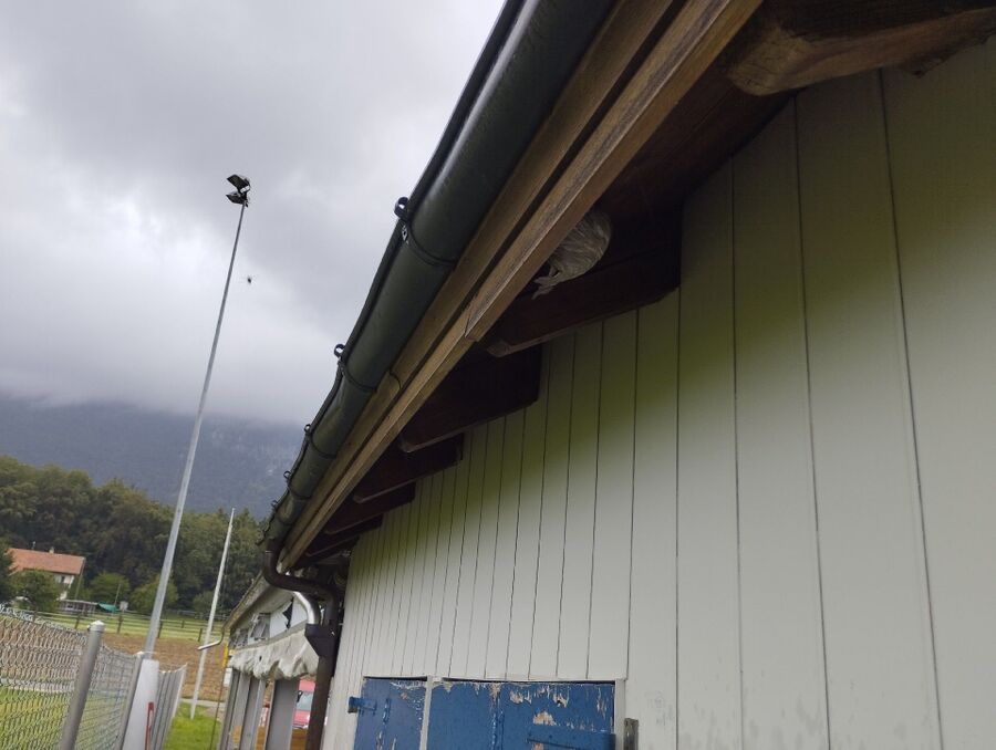 Bee nest at the house remove